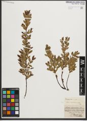 Foto von Salix myrtilloides L. x Salix repens L.